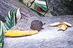 Brown rat