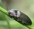 Melanotus punctolineatus, Netherlands