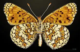 Male underside