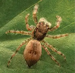 M. foordi