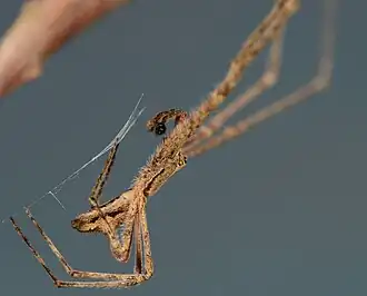 male