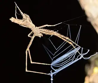 Female with web