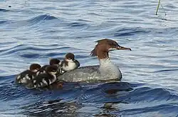 Female with four chicks on back