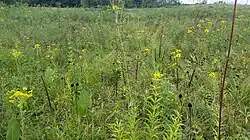 A mesic prairie remnant in Illinois