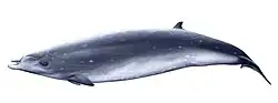 Blainville's beaked whale
