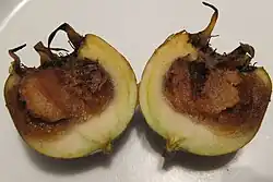 Fruit cut in half showing brown 'bletting' which makes it edible