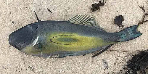 M. hippocrepis