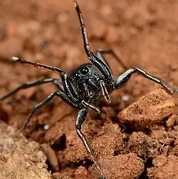 female