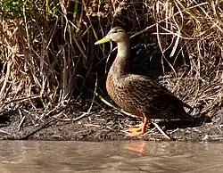 Mallard Duck