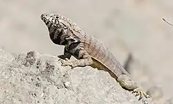 Male