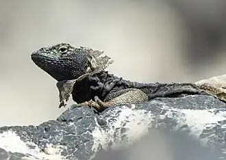 Male shedding