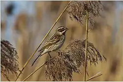Reed bunting, Italy