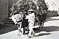 Maltese donkey carting wheat (1910)