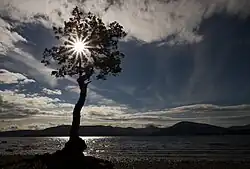 Backlit photo of a tree on the bank of a lake. The sky is blue and partly cloudy; there are hills in the background of the photo. The tree is in the middle of the photo, with a lens flare cutting through the barren branches of the tree.