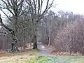 Cobham Woods