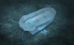 Life restoration of the naraoiid Misszhouia