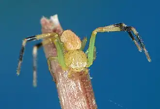 male M. rubrodecoratus
