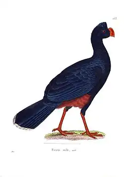 Illustration from Nouveau recueil de planches coloriées d'oiseaux, 1838