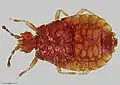 Holotype of M. wisei