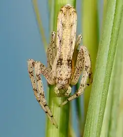 female M. gibbus