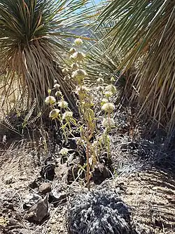 Plant in fruit