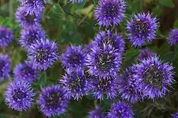 Monardella villosa ssp. franciscana