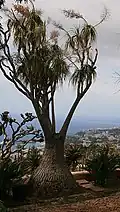 Cultivated, Madeira garden