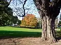 Two horse-chestnut trees (Aesculus hippocastanum) trees on the upper lawn near at the entrance of Parc Montsouris.