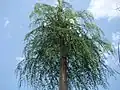 Moringa drouhardii (Bottle tree)