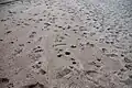 Animal and human tracks in the sand