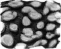 Piece of ventral mantle skin from O. ingens