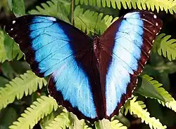 Morpho deidamia at Tingo Maria, Perú