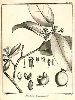 Moutabea guianensis. The image also shows some minor things about the structure of smaller parts of the plant.