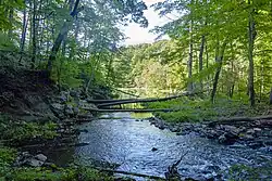 A stream in the woods flows into a large area of open water in the background