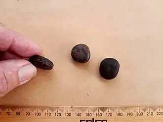 Seeds