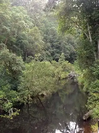 Mudgeeraba Creek, 2016