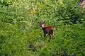 Common Indian muntjac or barking deer (male), BRT WLS Chamarajanagar