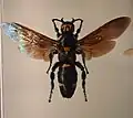 M. p. javanensis from Java