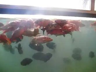 Aquarium