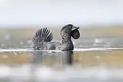 A male musk duck floating on water. The duck is black with stiff, upright tail feathers, a triangular bill, and a large lobe of flesh hanging below the bill