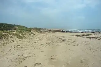 Sargassum, or seaweed is vital to a healthy beach and is sometimes a common sight in the Park.