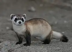 Black-footed ferret, the "American polecat"