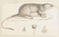 Black-and-white pencil drawing showing the whole body of a desman in profile, plus insets of a forepaw from above, the snout, and a hind paw.