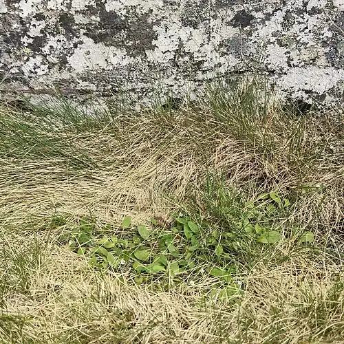 Flowering plant at the base of a rock tor in the Rock and Pillar Range