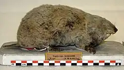 Taxidermied brown zokor