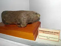 Taxidermied brown zokor
