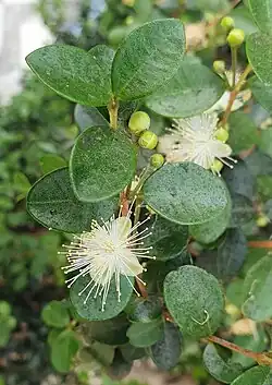 Flowers of the Myrcianthes ferreyrae