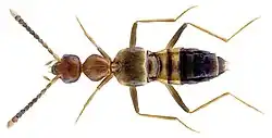 Species specimen