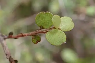 Leaves