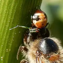 M. irmatrix